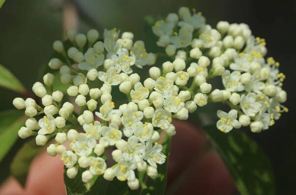 elder Archives - Green Girl Herbs & Healing