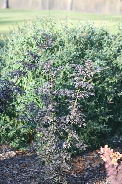 Laced Up Elderberry