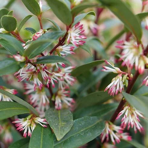 Sweet & LoTM - Sweet Box - Sarcococca hookeriana