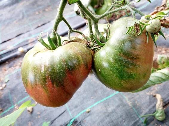Propiedades del tomate moruno