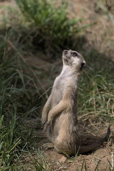 špaček Foto - ZOO Olomouc