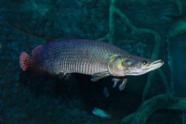 Arapaima Sudis gigas, pirarucu. Divoká zvěř stock fotka