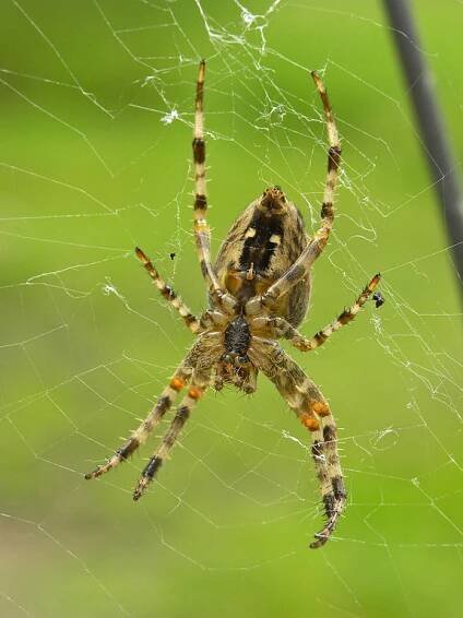 Category:Quality images of animals in Austria - Wikimedia Commons
