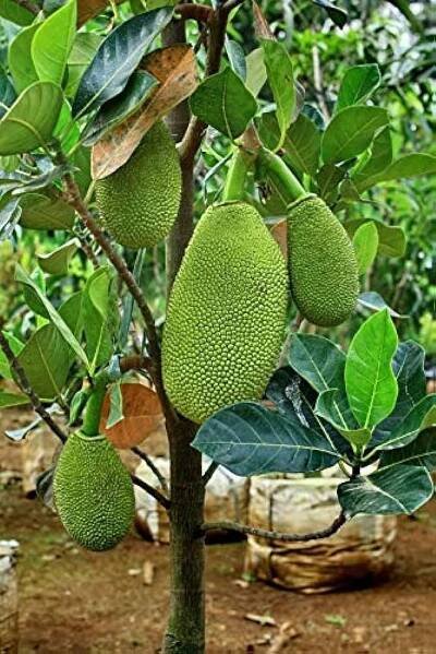 MANASEER NATURAL GREEN