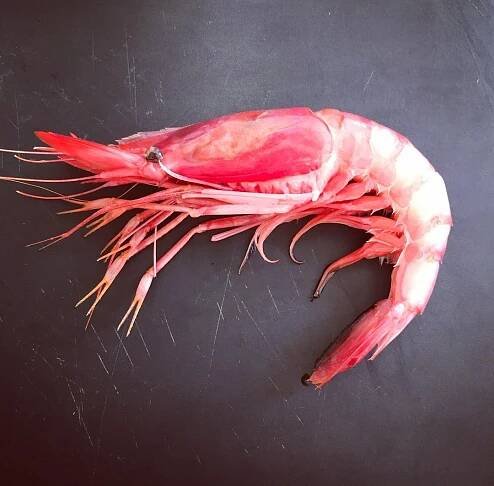 Gamba roja de denia: dónde comprar y cómo cocinarla - Albanozzo Cooking