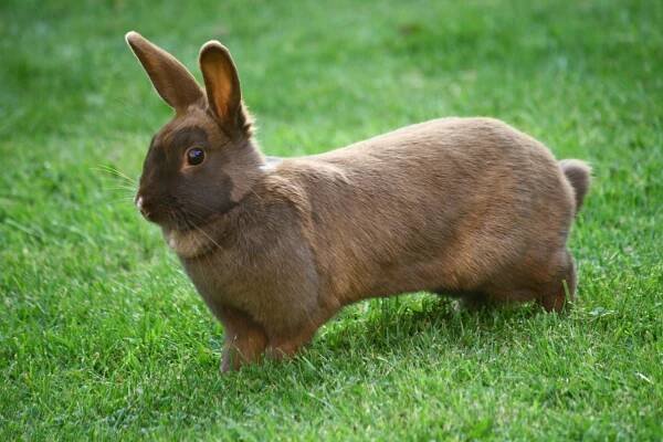 Syfilis králíků - Veterinární průvodce