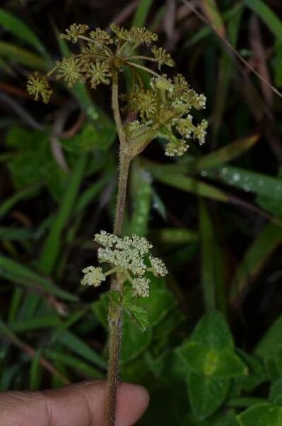 Tetrataenium rigens – eFlora of India