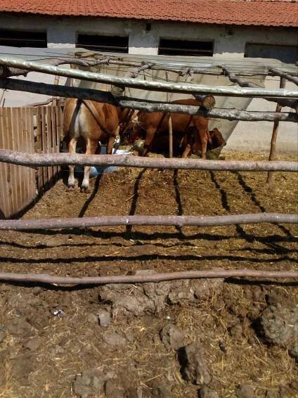 GREEK RED BOVINE RACE - ΕΛΛΗΝΙΚΗ ΚΟΚΚΙΝΗ ΦΥΛΗ | ΣΥΝΔΕΣΜΟΣ ΘΕΣΣΑΛΟΝΙΚΗΣ