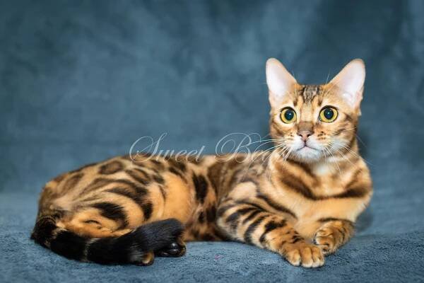 Sweet-beast.com | Bengal | UA*Sweet Beast Czarevna