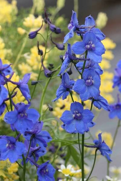 Delphinium 'Bellamosum' | SlovenskeTrvalky.sk