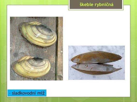 Měkkýši – Mlži – Materiály pro žáky ZŠ