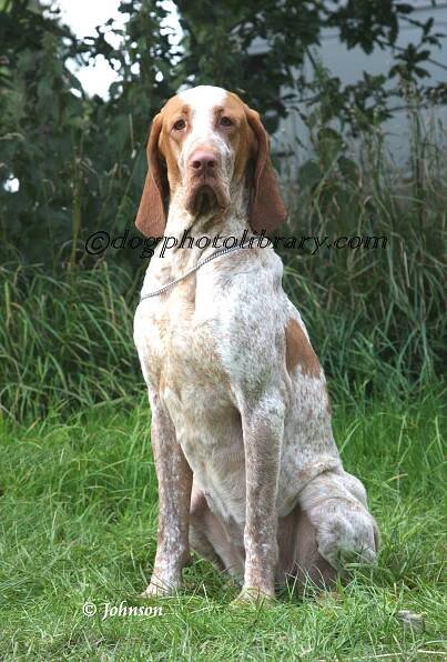 Dog Photo Library