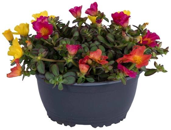 Šrucha (Portulaca grandiflora) "Nano Carnaval", 15-20 cm, pr. kv. cca 17 cm