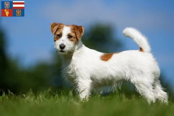 Jack Russell štěňata a chovatelé Jižní Morava
