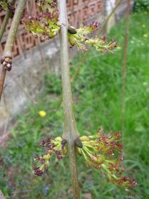 Jasan ztepilý (Fraxinus excelsior)