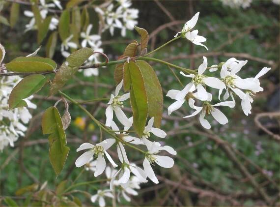 Bloom Clock/Keys/Southeastern Pennsylvania/April/All - Wikiversity
