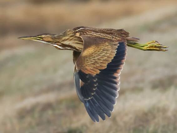  - American Bittern