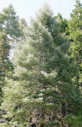 Abies alba - Wikipedia