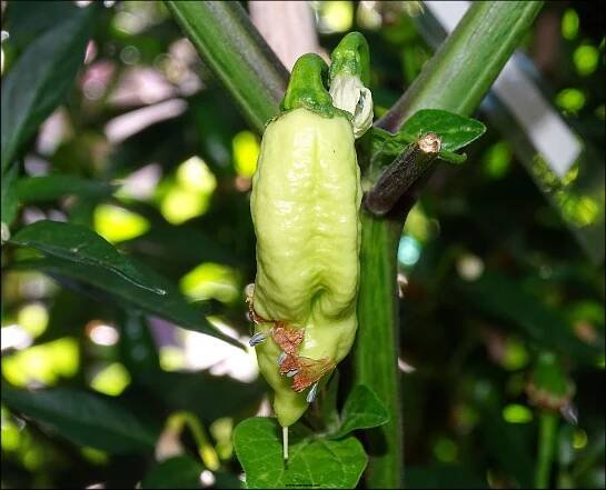 Chilli fórum - Chilli a další rostliny ala Tea Racer