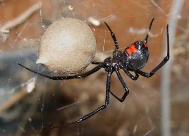 pavoučí černá vdova v rusku