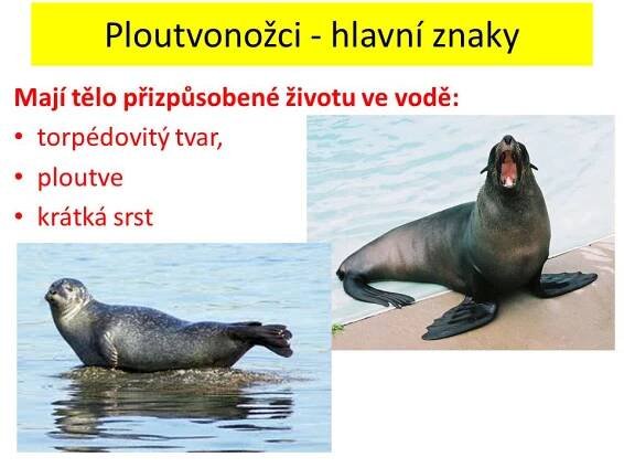 Ploutvonožci, kytovci … – Materiály pro žáky ZŠ