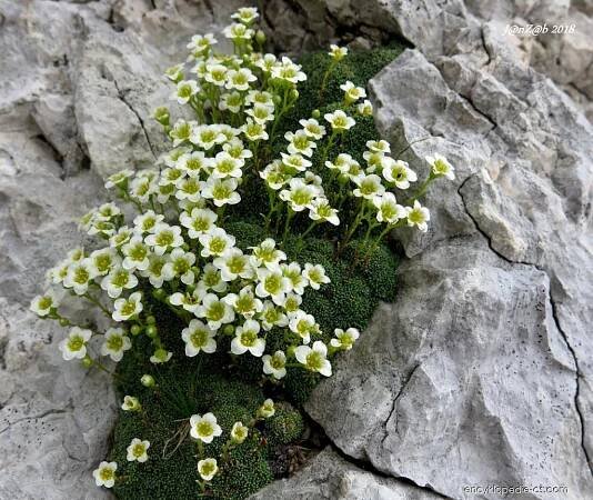 Lomikámen (Saxifraga squarrosa), rostlina