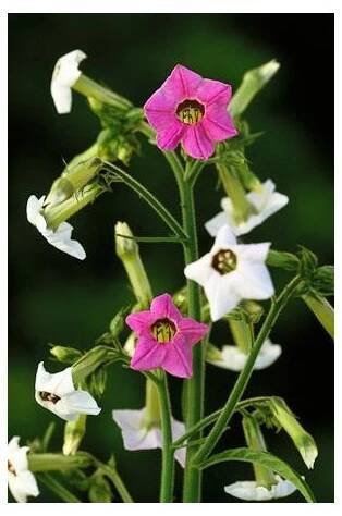 Tabak Mutabilis - Tabak okrasný - semená - 200 ks