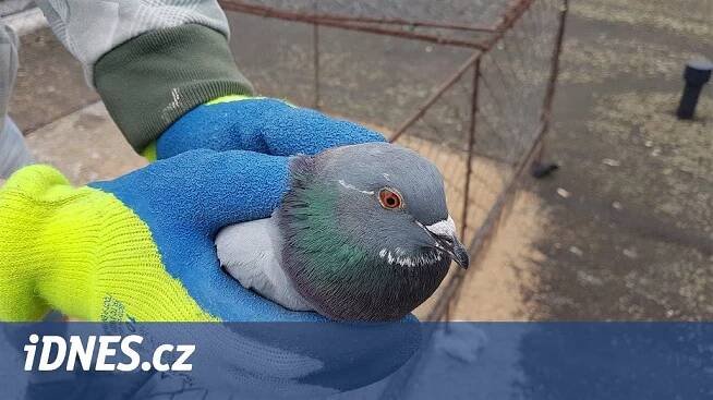Holubi trápí střed Hradce. Odchyt stojí statisíce, ale pták je chytrý - iDNES.cz