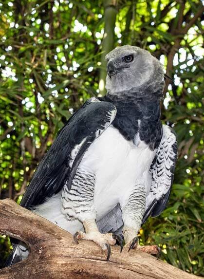 águila arpía 