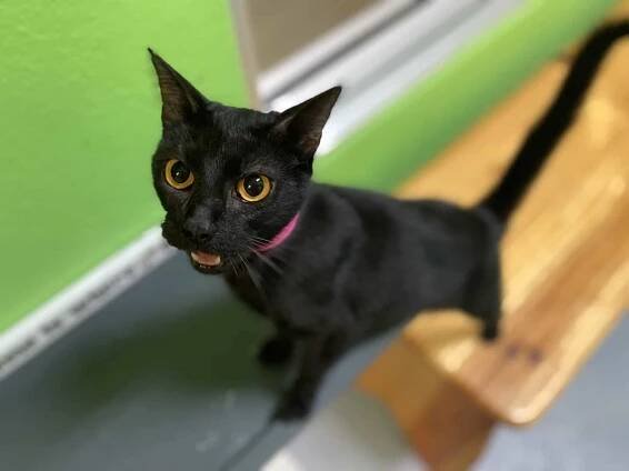 Cat Resources - Pet Alliance of Greater Orlando