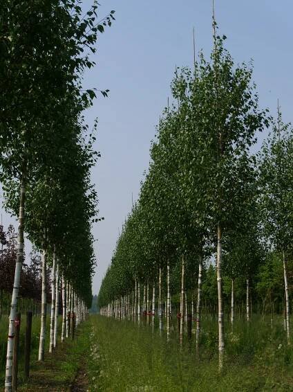 Betula utilis var. jacquemontii | bříza himalájská - Van den Berk školky