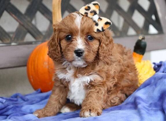 Best New Jersey Cavapoos Available — Crockett Doodles