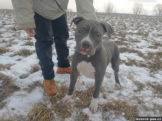 AMERICAN BULLY XL 