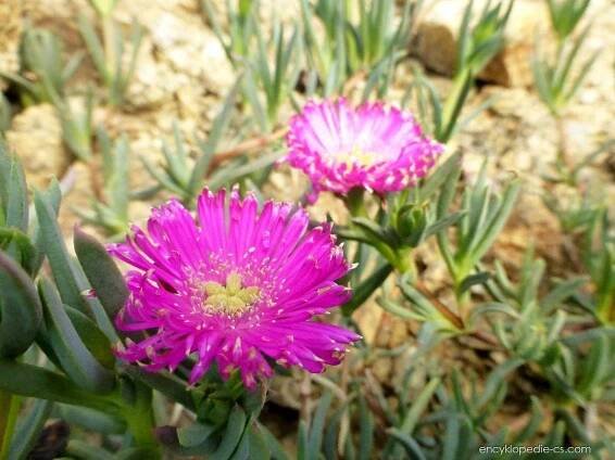 Lampranthus (Lampranthus conspicuus)