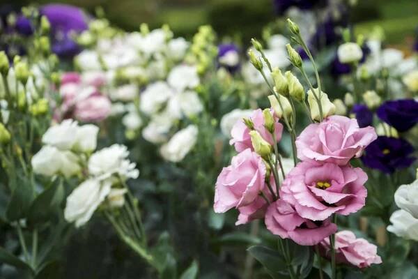 Kytice růžových lisianthus nebo Eustoma květiny — Stock obrázek