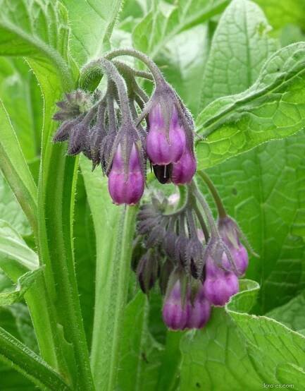 Kostival lékařský - Symphytum officinale