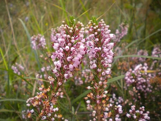 Erica vagans: péče, vlastnosti a doporučení pro pěstování