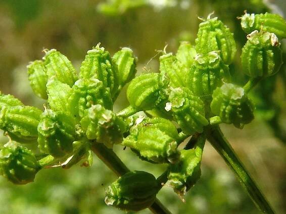 Conium maculatum - bolehlav plamatý