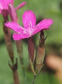 Soubor:Dianthus deltoides 060805a.jpg