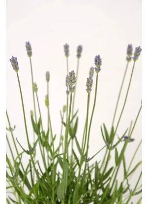 Levandule "Felice", průměr květináče cca 10,5 cm, Lavandula nakoupit u OBI