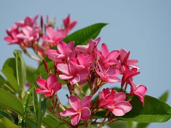 Kompletní průvodce péčí a pěstováním plumerie (Frangipani)