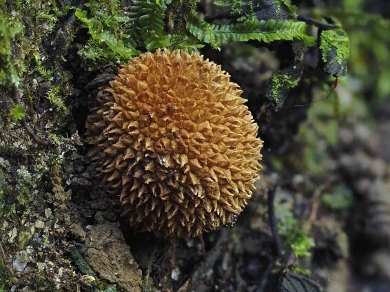 A Durian Doppelgänger at Sungai Congkak