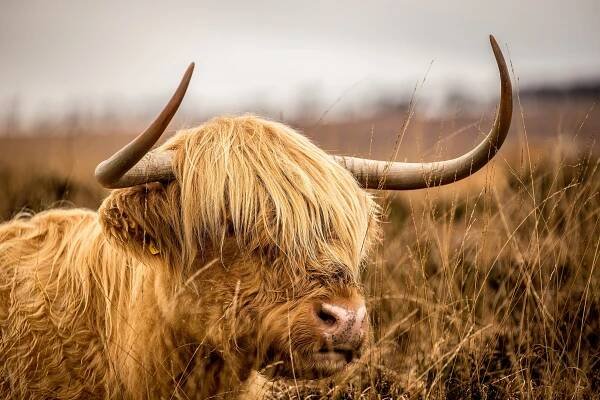 a highland cattle with long horns in a large tall field, highland cattle 4k