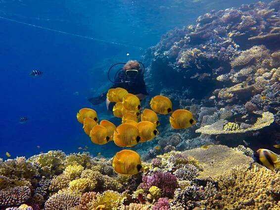 Potápění v Hurghadě, denní výjezdy lodí | Egypt Dive