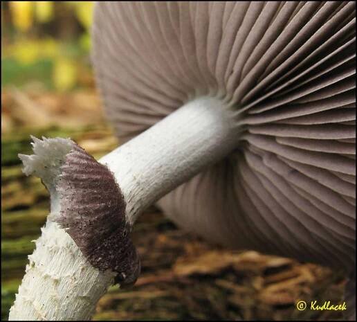 Límcovka měděnková - Stropharia aeruginosa - Kudluv fotoatlas hub