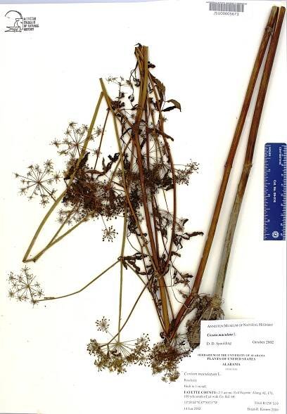 Cicuta maculata - Species Page - APA: Alabama Plant Atlas 