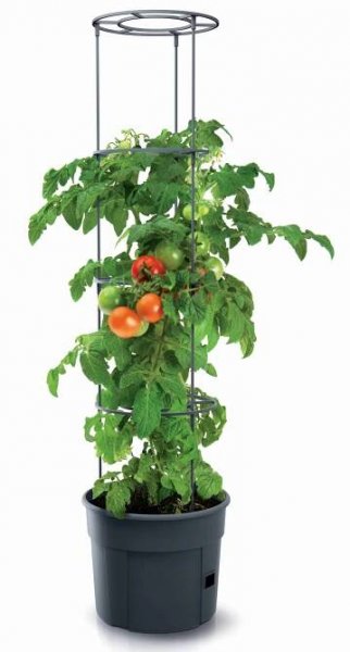 Prosperplast Tomato Grower 39,2 cm antracit