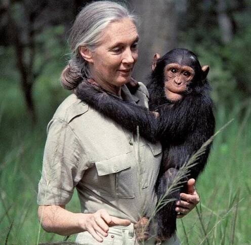 Hvězda křtin gorilí holčičky Jane Goodallová (90): Od žížal k životu mezi šimpanzi!