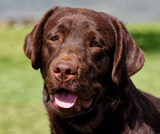Sandia Labradors - bounce house rentals and slides for parties in Rio Rancho