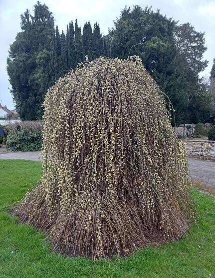 Salix caprea 'Kilmarnock'